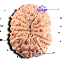 Load image into Gallery viewer, 14 mukhi Indonesian Rudraksha -  Bead No. 441
