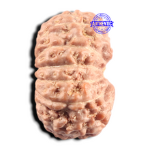 Load image into Gallery viewer, 14 mukhi Indonesian Rudraksha -  Bead No. 441
