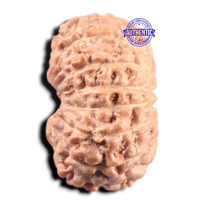 14 mukhi Indonesian Rudraksha -  Bead No. 441
