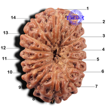 Load image into Gallery viewer, 14 mukhi Indonesian Rudraksha -  Bead No. 442
