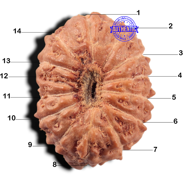 14 mukhi Indonesian Rudraksha -  Bead No. 443