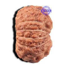 Load image into Gallery viewer, 14 mukhi Indonesian Rudraksha -  Bead No. 443
