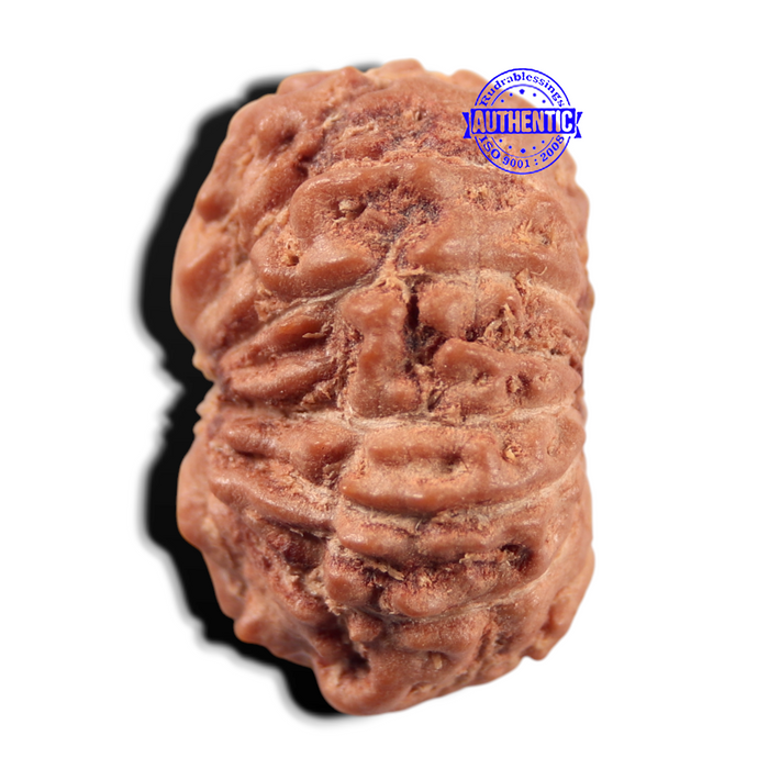 14 mukhi Indonesian Rudraksha -  Bead No. 443