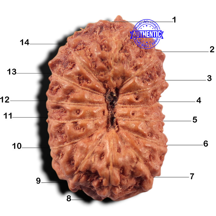 14 mukhi Indonesian Rudraksha -  Bead No. 444