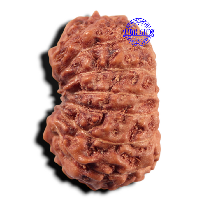 14 mukhi Indonesian Rudraksha -  Bead No. 444