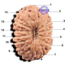 Load image into Gallery viewer, 14 mukhi Indonesian Rudraksha -  Bead No. 446
