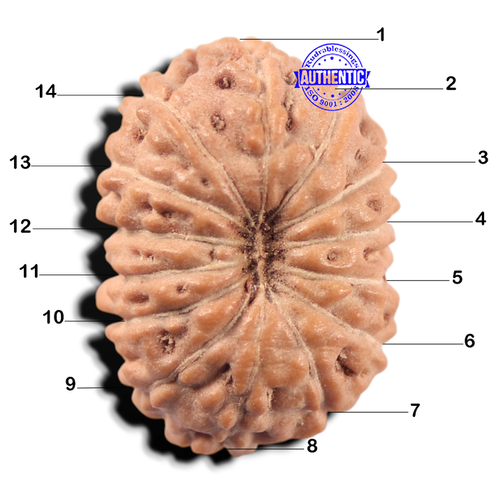 14 mukhi Indonesian Rudraksha -  Bead No. 446