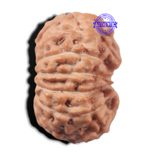 Load image into Gallery viewer, 14 mukhi Indonesian Rudraksha -  Bead No. 446
