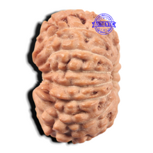 Load image into Gallery viewer, 14 mukhi Indonesian Rudraksha -  Bead No. 446
