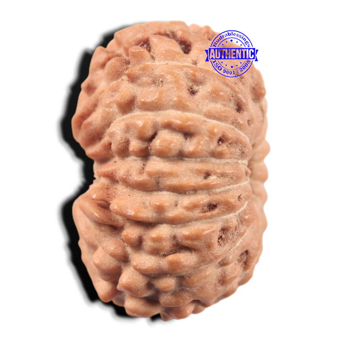 14 mukhi Indonesian Rudraksha -  Bead No. 446