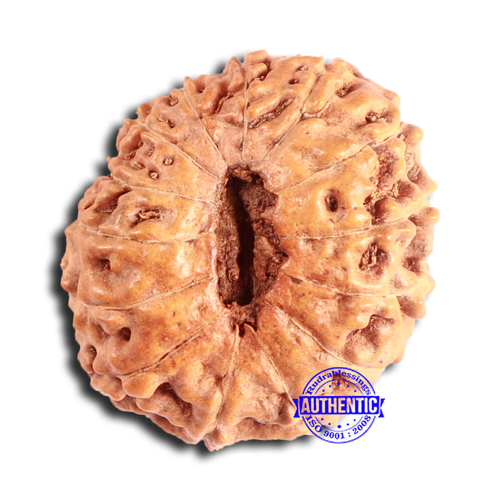 14 mukhi Indonesian Rudraksha -  Bead No. 292