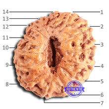Load image into Gallery viewer, 14 mukhi Indonesian Rudraksha -  Bead No. 292
