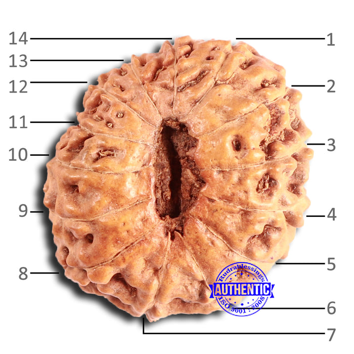 14 mukhi Indonesian Rudraksha -  Bead No. 292