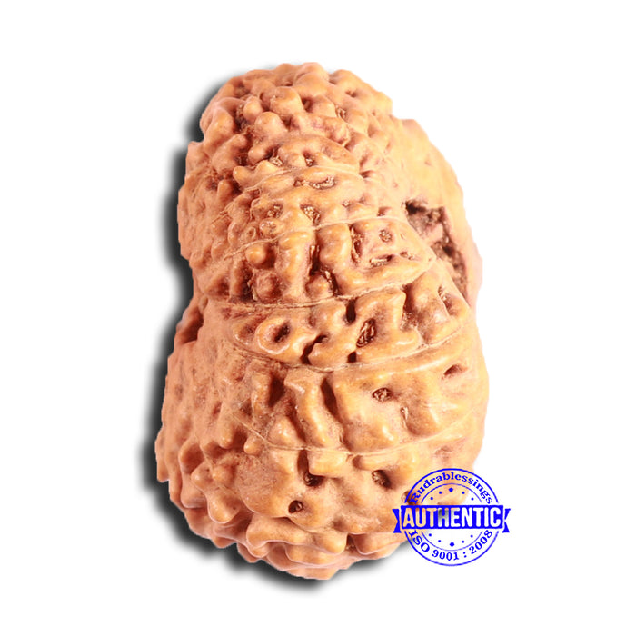14 mukhi Indonesian Rudraksha -  Bead No. 292