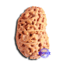 Load image into Gallery viewer, 14 mukhi Indonesian Rudraksha -  Bead No. 292
