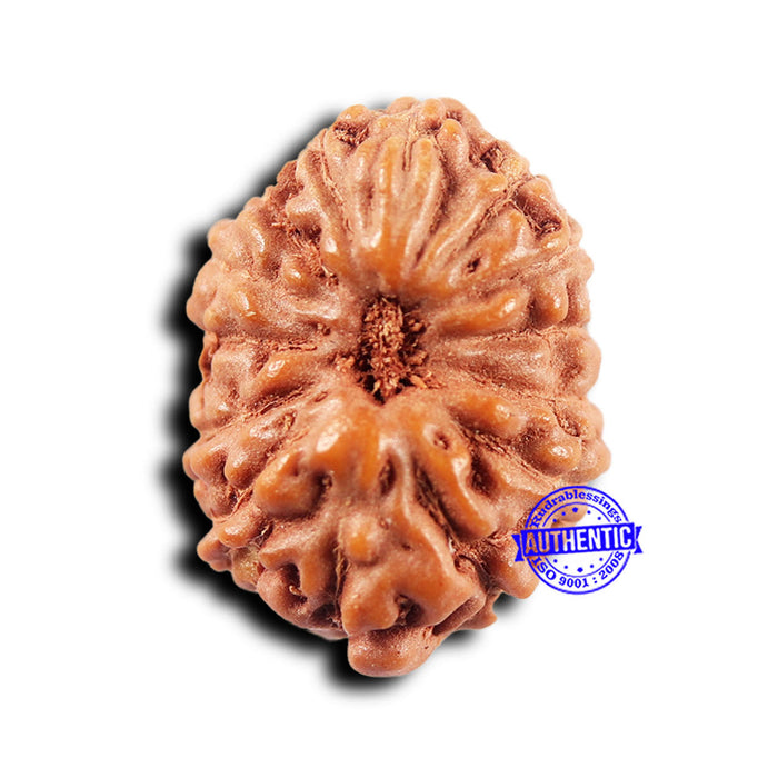 14 mukhi Indonesian Rudraksha -  Bead No. 295