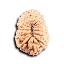 Load image into Gallery viewer, 14 mukhi Indonesian Rudraksha -  Bead No. 365
