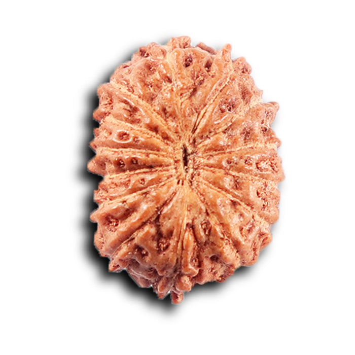14 mukhi Indonesian Rudraksha -  Bead No. 389
