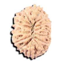 Load image into Gallery viewer, 14 mukhi Indonesian Rudraksha -  Bead No. 337
