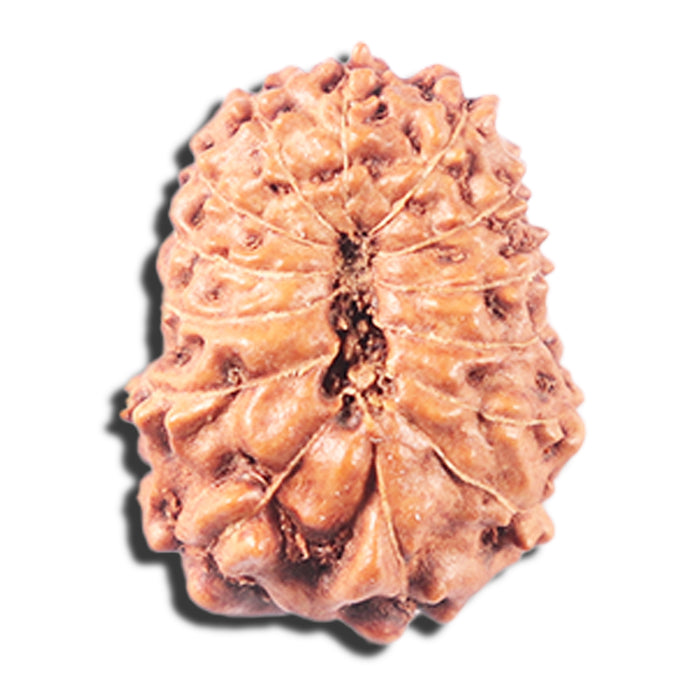 14 mukhi Indonesian Rudraksha -  Bead No. 345