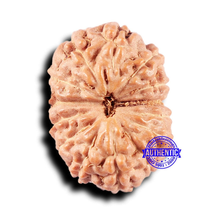 14 mukhi Indonesian Rudraksha -  Bead No. 328