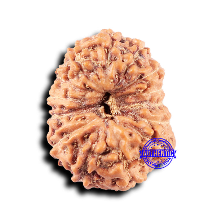 14 mukhi Indonesian Rudraksha -  Bead No. 330