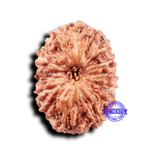 Load image into Gallery viewer, 14 mukhi Indonesian Rudraksha -  Bead No. 296
