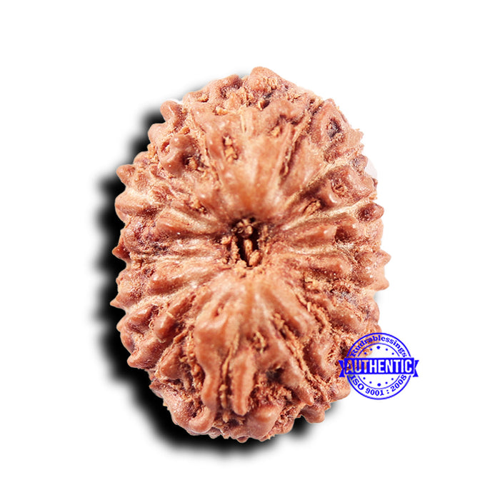 14 mukhi Indonesian Rudraksha -  Bead No. 296
