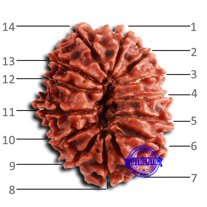 14 Mukhi Nepalese Rudraksha - Bead No. 360