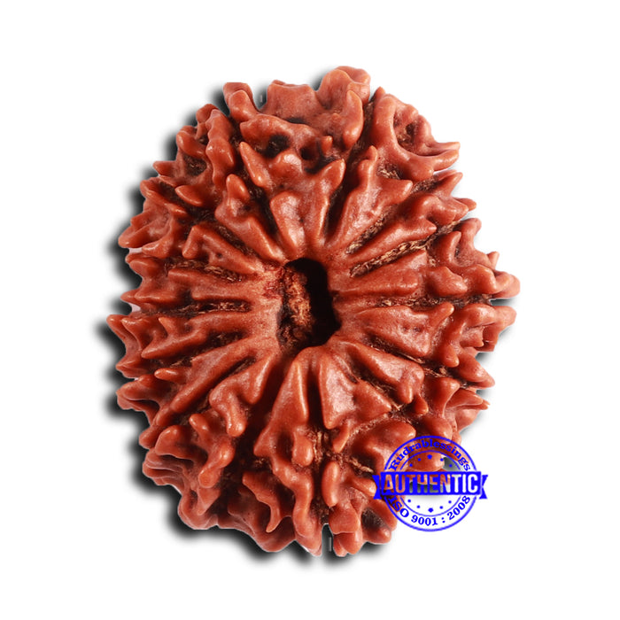 14 Mukhi Nepalese Rudraksha - Bead No. 360
