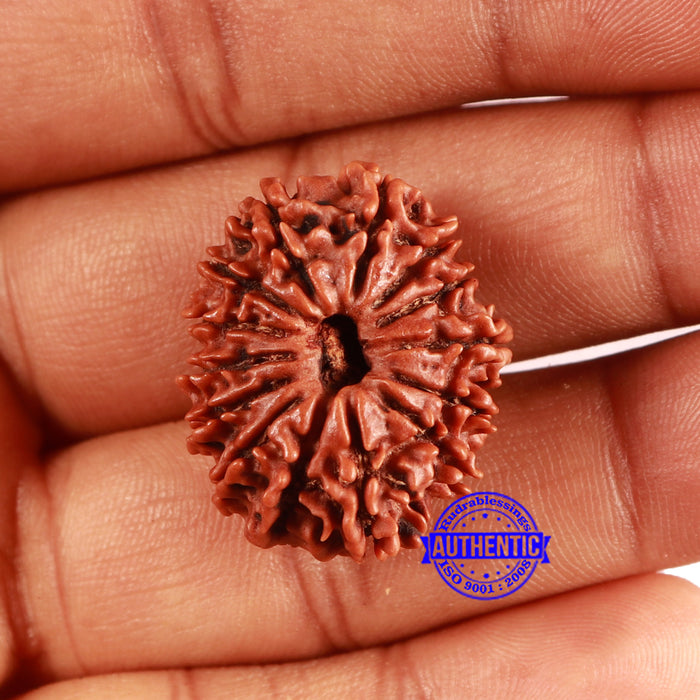 14 Mukhi Nepalese Rudraksha - Bead No. 360