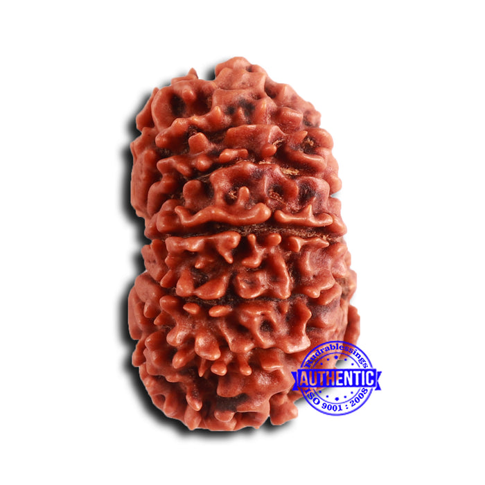 14 Mukhi Nepalese Rudraksha - Bead No. 360