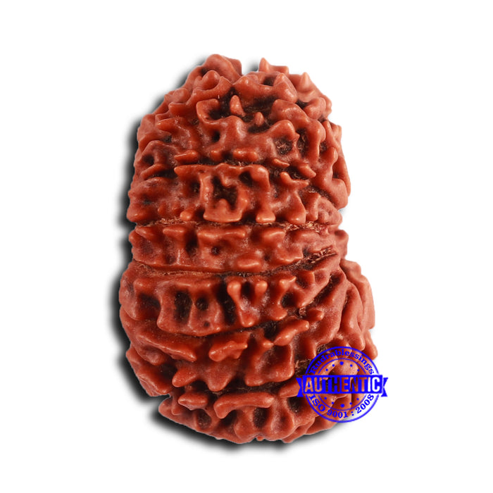 14 Mukhi Nepalese Rudraksha - Bead No. 360