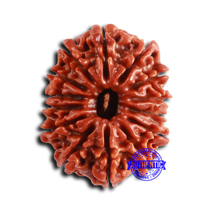 14 Mukhi Nepalese Rudraksha - Bead No. 361