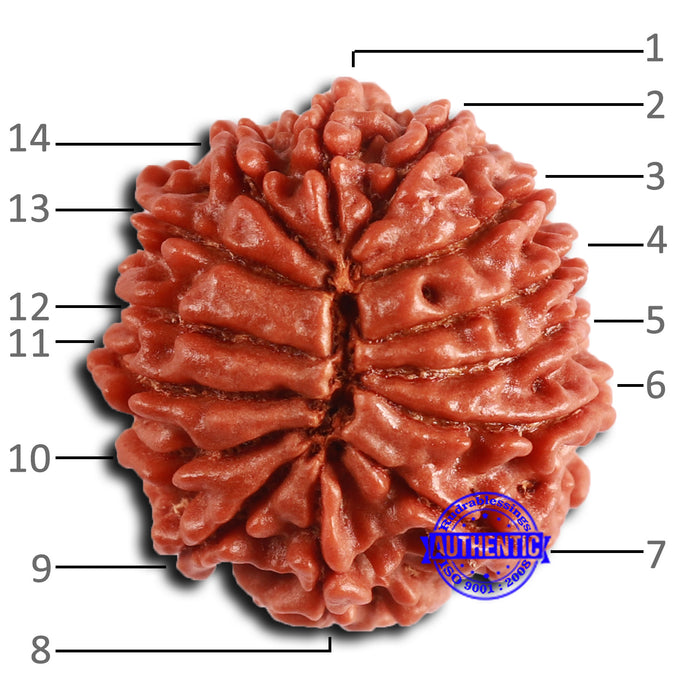 14 Mukhi Nepalese Rudraksha - Bead No. 362