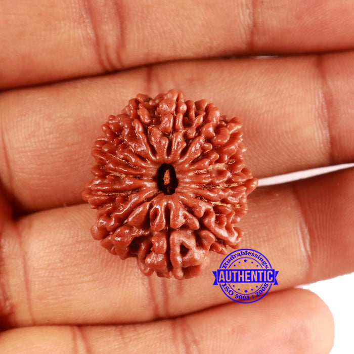 14 Mukhi Nepalese Rudraksha - Bead No. 362