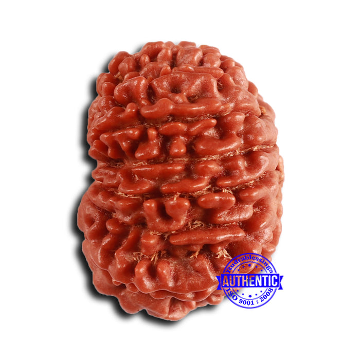 14 Mukhi Nepalese Rudraksha - Bead No. 362