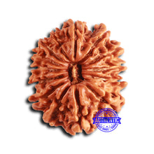Load image into Gallery viewer, 14 Mukhi Nepalese Rudraksha - Bead No. 363
