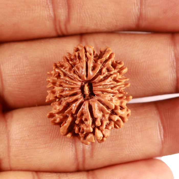 14 Mukhi Nepalese Rudraksha - Bead No. 363