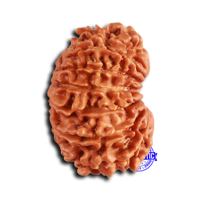 14 Mukhi Nepalese Rudraksha - Bead No. 363