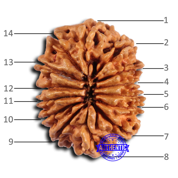 14 Mukhi Nepalese Rudraksha - Bead No. 367