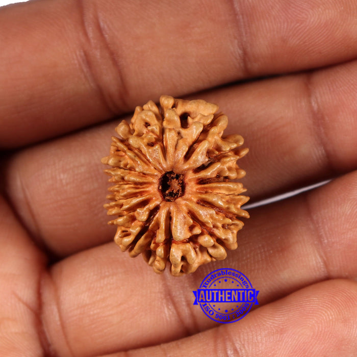 14 Mukhi Nepalese Rudraksha - Bead No. 367