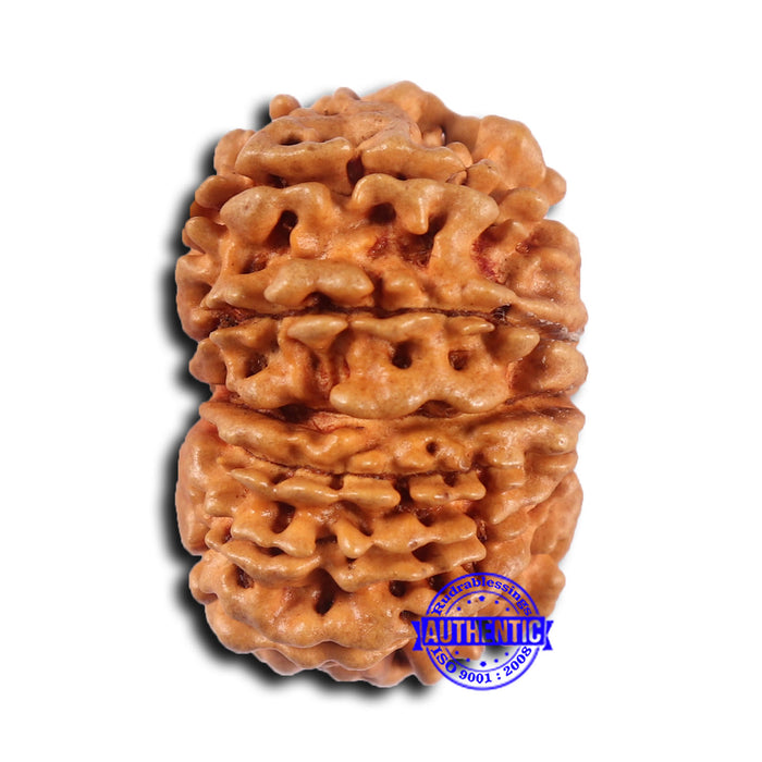 14 Mukhi Nepalese Rudraksha - Bead No. 367