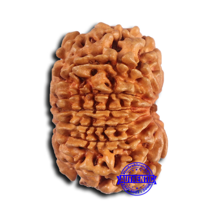 14 Mukhi Nepalese Rudraksha - Bead No. 367
