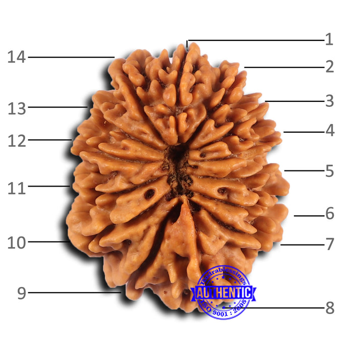 14 Mukhi Nepalese Rudraksha - Bead No. 368
