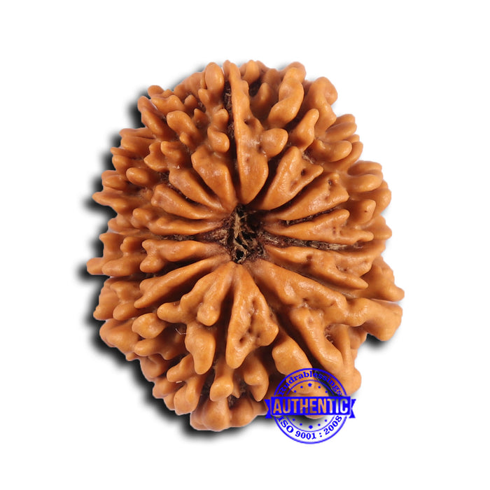 14 Mukhi Nepalese Rudraksha - Bead No. 368