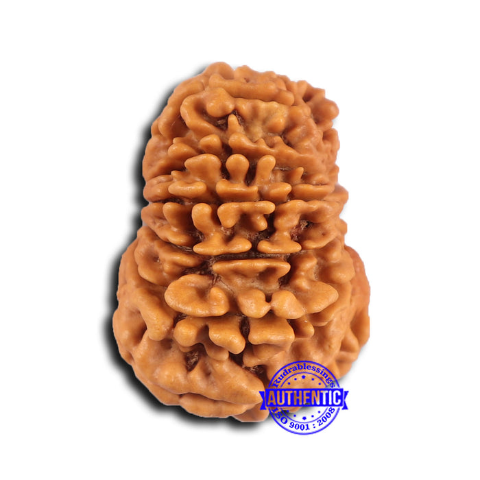 14 Mukhi Nepalese Rudraksha - Bead No. 368