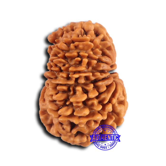 14 Mukhi Nepalese Rudraksha - Bead No. 368