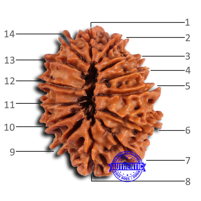 14 Mukhi Nepalese Rudraksha - Bead No. 369