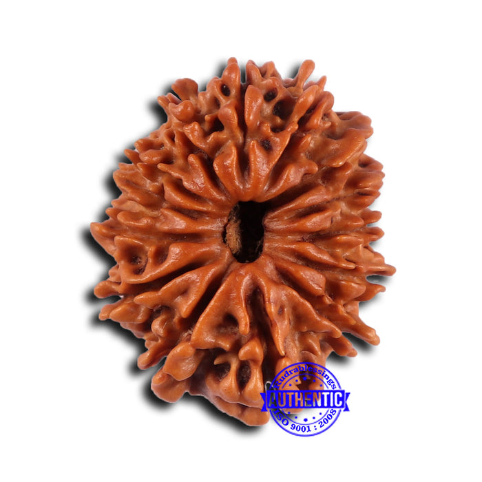 14 Mukhi Nepalese Rudraksha - Bead No. 369